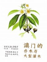 12. Árvores e Grandes Arbustos de Macau (Edição Chinesa)